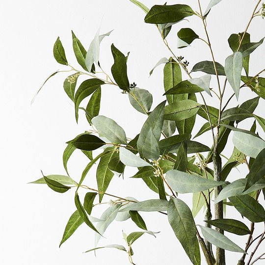 Eucalyptus Trees: Bring the Serenity of Nature Home