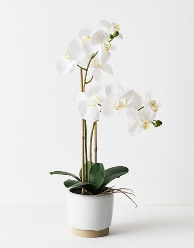 White Real Touch Soft Orchid in Stylish Ceramic Pot