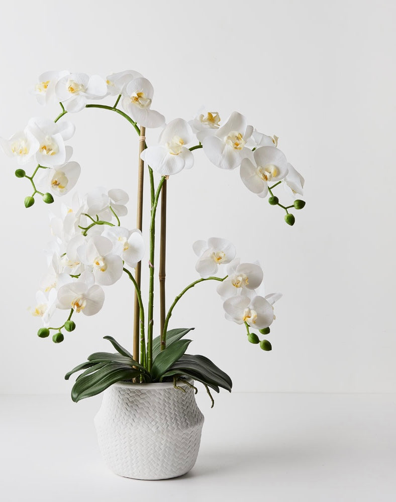 The Orchid One: Elegant and Timeless Fresh Touch White Orchid